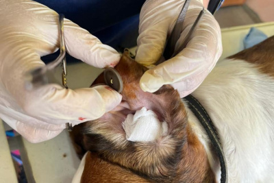 Ветеринары в Ленске использовали пуговицы при операции собаки с ушной гематомой / ЯСИА   