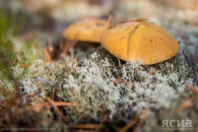 В России с 12 октября начали штрафовать за сбор редких грибов / ЯСИА   
