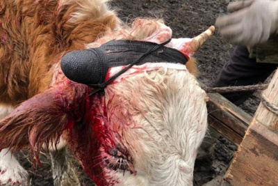 Ветеринары в селе Тулагино помогли бычку со сломанным рогом / ЯСИА   