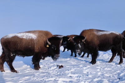 Численность животных в Плейстоценовом парке Якутии увеличат в 13 раз / ЯСИА   