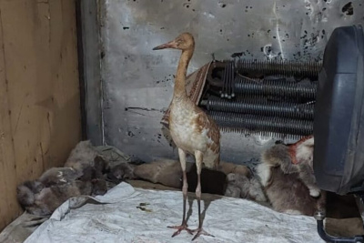 Найденного в тундре птенца стерха примет зоопарк «Орто Дойду» в Якутске / ЯСИА Якутск Якутск Республика Саха (Якутия)