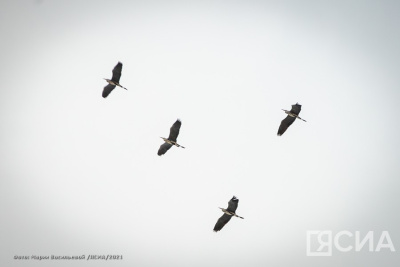 В Алдане наградили победителей конкурса по итогам Евразийского учета птиц / ЯСИА   