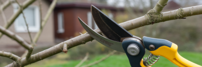 Как выбрать инструменты для обрезки и ухаживать за ними