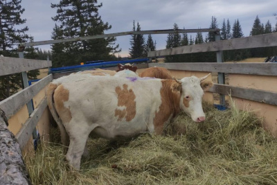 Хозяйство из Томпонского улуса закупило племенной скот / ЯСИА   