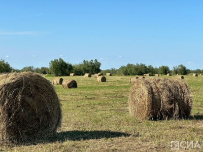 В Якутии подвели предварительные итоги кормозаготовительной и уборочной кампаний / ЯСИА   