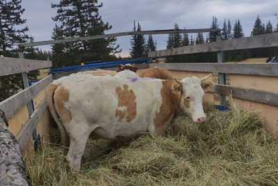 В Томпонский улус привезли скот из Нюрбинского района для улучшения породы / ЯСИА   