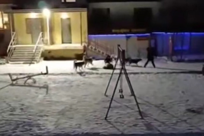 Глава СК России поручил возбудить уголовное дело из-за нападения собак на детей в Якутии / ЯСИА   Республика Саха (Якутия)