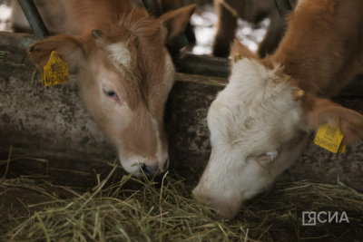Более 420 тысяч тонн сена заготовили на зимовку скота и лошадей в Якутии / ЯСИА   Республика Саха (Якутия)