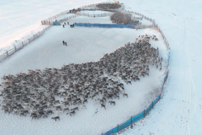 В Якутии идет осенняя корализация домашних северных оленей / ЯСИА   