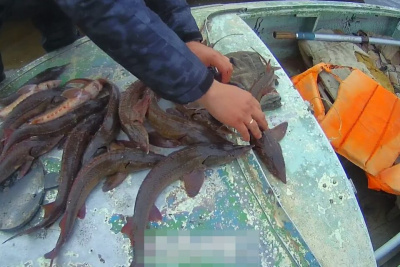В Якутии двум пенсионерам грозит до 8 лет лишения свободы за вылов осетра / ЯСИА   