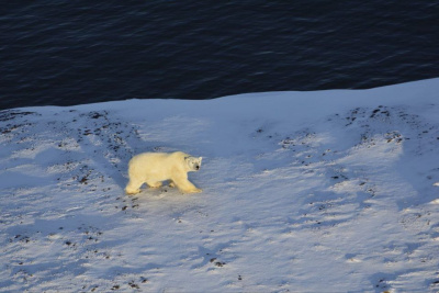 Авиамониторинг популяции белого медведя провели в заповеднике «Медвежьи острова» в Якутии / ЯСИА   Республика Саха (Якутия)