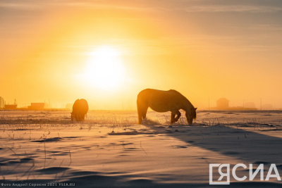 Год Огненной Лошади: чего ожидать от символа 2026 года / ЯСИА   