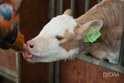 Финансирование сельского хозяйства в Якутии останется на прежнем уровне / ЯСИА   Республика Саха (Якутия)