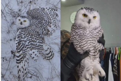 В Усть-Алданском районе спасли обессиленную полярную сову / Нарыйа Пахомова  Усть-Алданский 