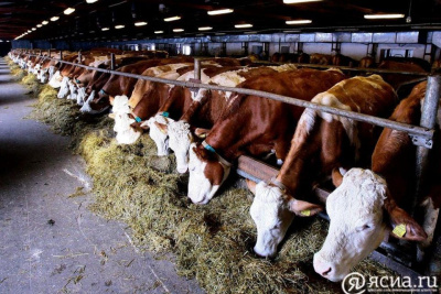 Эксперт: «Якутия находится на передовом уровне развития животноводства» / Мария Архипова   