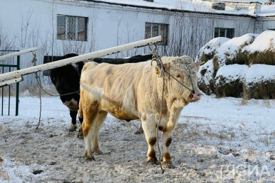 Государственный банк семени и эмбрионов сельскохозяйственных животных открыли в Якутии / Мария Архипова   Республика Саха (Якутия)