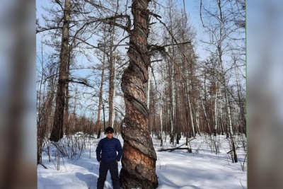 Дерево необычной формы с закрученным стволом заметили в Якутии / Саина Титова   Республика Саха (Якутия)