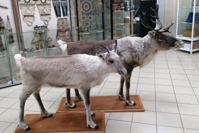 Алданский музей приобрел новые экспонаты / ЯСИА  Алданский 