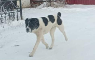 В Жатае поймали напавшего на женщину алабая / ЯСИА   