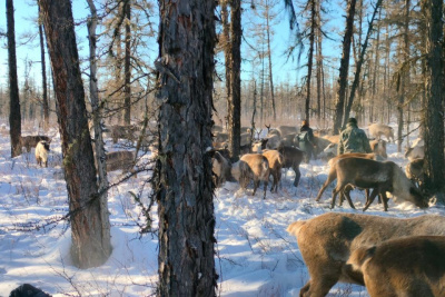 Маркировку домашних северных оленей проводят ветеринары в Нерюнгринском районе / ЯСИА  Нерюнгринский Республика Саха (Якутия)