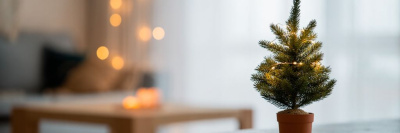 Как ухаживать за ёлкой в горшке в домашних условиях?