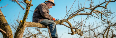 Как правильно обрезать груши и яблони: инструкция для деревьев разного возраста