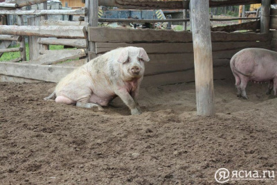 Число циркулирующих в мире штаммов АЧС сократилось до шести / ЯСИА   