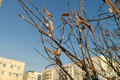 К чему приведет преждевременное появление почек на деревьях: прогноз ученого из Якутии / Нарыйа Пахомова   