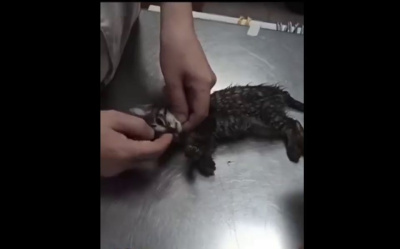 Заведено уголовное дело на якутянку, выбросившую с балкона котят / ЯСИА   