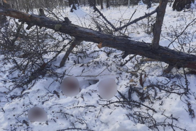 Следком организовал проверку после гибели мужчины при валке леса в Мегино-Кангаласском районе / ЯСИА   