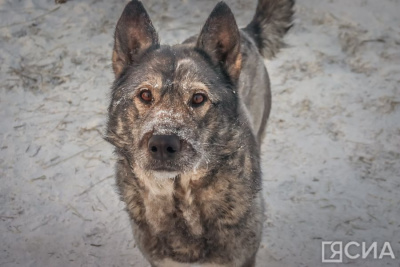 За неделю на улицах Якутска поймали 63 безнадзорные собаки / ЯСИА Якутск Якутск Республика Саха (Якутия)
