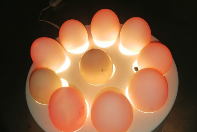 Быстрая проверка: как выбрать в магазине свежие куриные яйца / ЯСИА   