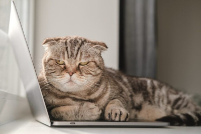 МТС приглашает бизнес Якутии на бесплатные вебинары по цифровизации / ЯСИА   