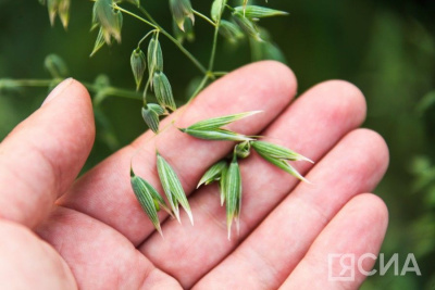 Урожай зерна в 2023 году станет вторым по объему в истории России / ЯСИА   