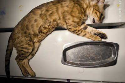 В Якутске кошка проглотила шелковую нить длиной около 80 см / ЯСИА Якутск Якутск Республика Саха (Якутия)