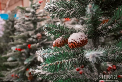 Резкого подорожания новогодних елок на Дальнем Востоке не ожидается / ЯСИА   