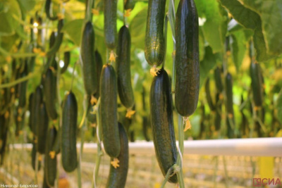 В России собрано порядка 6,9 млн тонн овощей / ЯСИА   