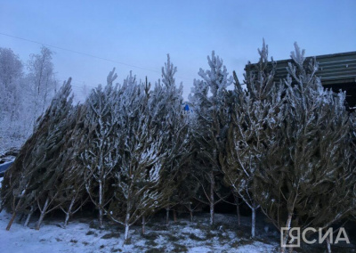 Продажа живых ёлок в Якутске начнется после 10 декабря UPD / Анна Лебединская Якутск Якутск Республика Саха (Якутия)