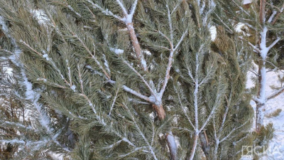 В Якутске стартует продажа живых новогодних елок и сосен / ЯСИА   