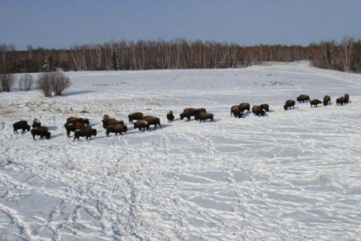 Как экологи АЛРОСА помогают сохранять уникальный природный баланс Якутии / ЯСИА   