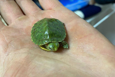 Ветеринары в Вилюйске помогли черепахе с глазной болезнью / ЯСИА   