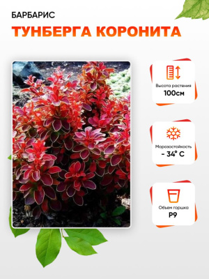 Барбарис Тунберга Коронита 1 шт Р9