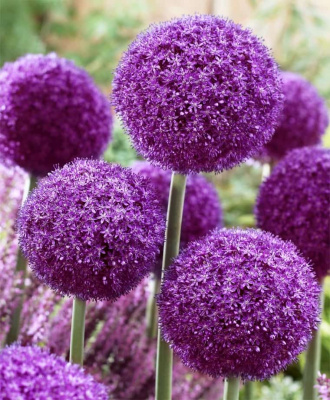 Лук гигантский Титан (Allium giganteum Regel) 1 уп. ( 1шт.)