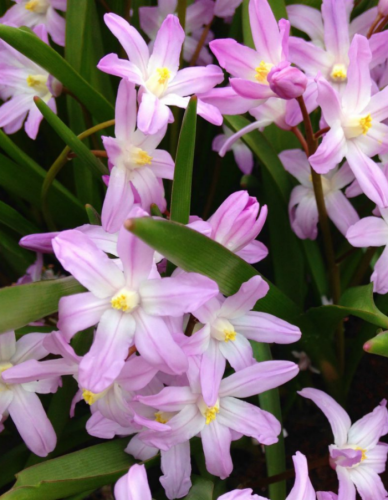 Хионодокса Пинк Гиант 1 уп. ( 10 шт.)