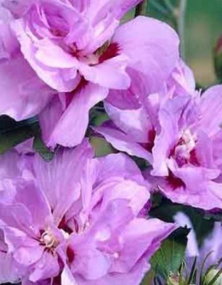 Гибискус Арденс 1 шт Р9