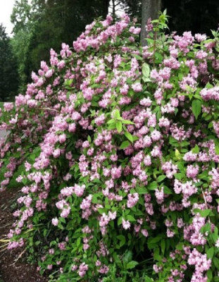 Дейция гибридная Пинк Помпон 1 шт Р9