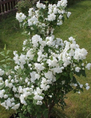 Чубушник Бялый Карзел 1 шт Р9