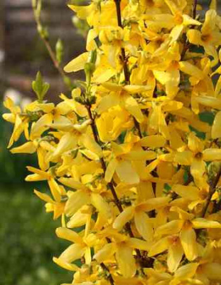 Форзиция промежуточная Линвуд 1 шт Р9