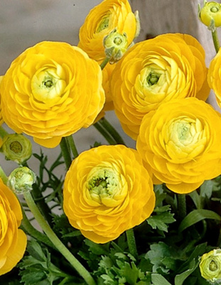 Ранункулюс Желтый 1 уп. (20 шт.)