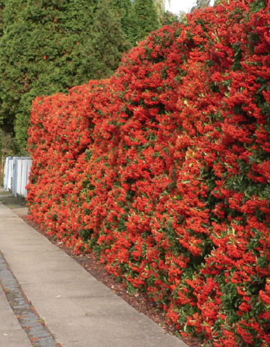 Пираканта Ред Кушион 1 шт Р9